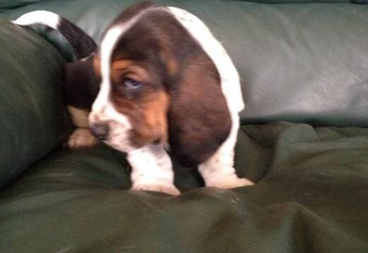 Cute Basset Hound puppies Searching For lovely homes