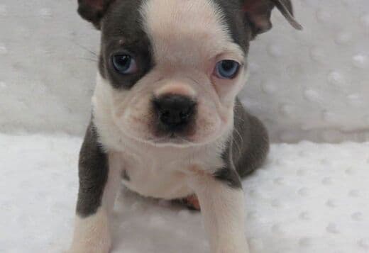 Healthy Boston Terrier Puppies Available