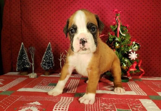 Healthy, Adorable Boxer Puppies Available