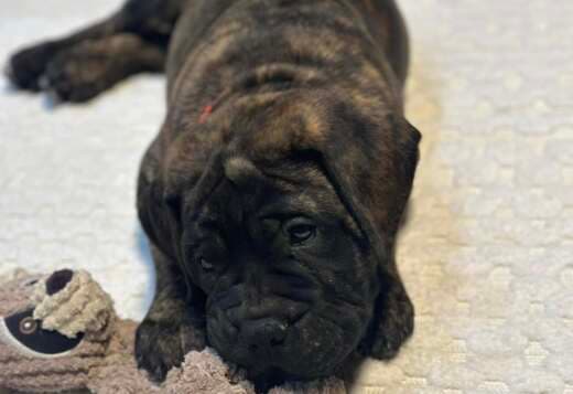 Top Quality Bullmastiff Puppies Available Now