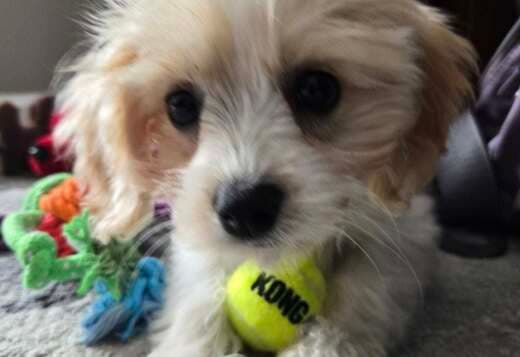 Outstanding Quality Cavachon for rehoming