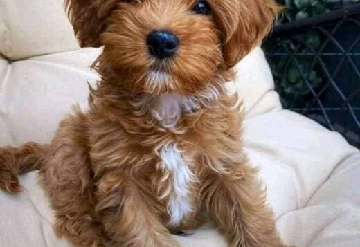 House Broken Cavapoo Puppies Available for Adoption