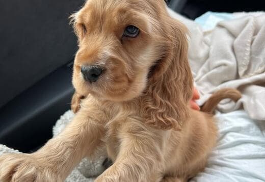 Beautiful Cocker Spaniel puppies Available Now!!