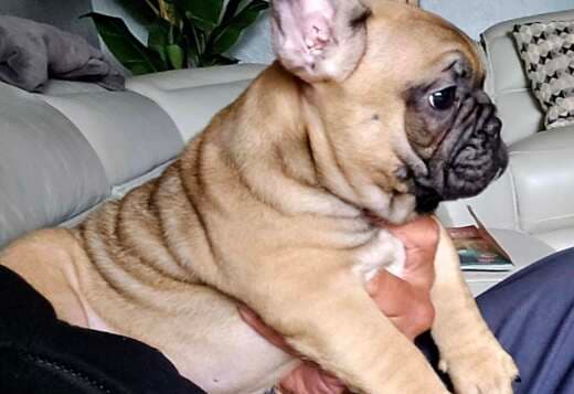 Amazing French Bulldog Puppies