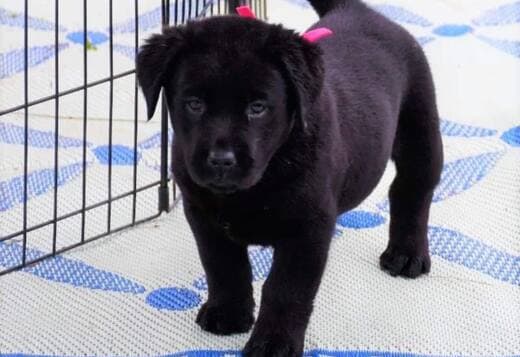 We Have Two Labrador Retriever Pups