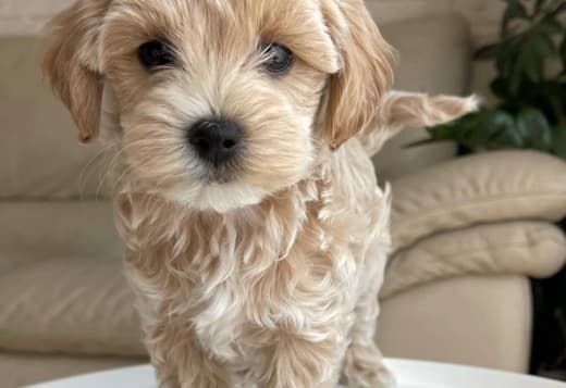 Magnificent Tea Cup Maltipoo Puppies