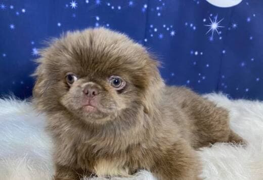Purebred Pekingese for rehoming