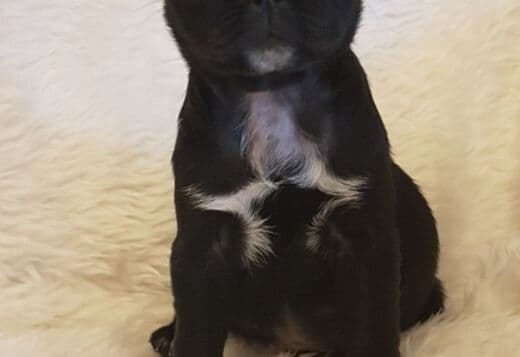 Pug Puppies Available For New Homes