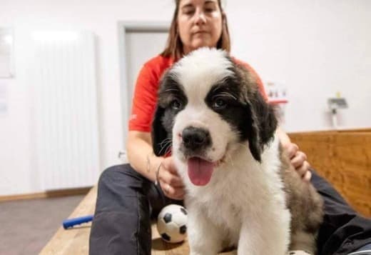 Lovely Saint Bernard Puppies