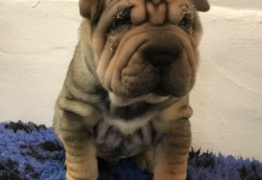 We Have Two Beautiful Shar Pei Puppies