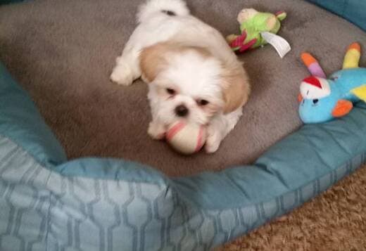 Adorable Shih Tzu Puppies