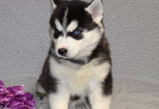 Gorgeous Siberian Husky Puppies available