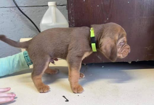 AKC Registered Bloodhound Puppies
