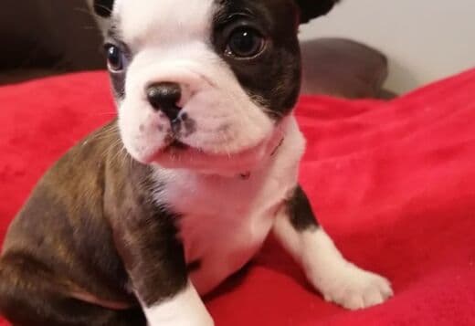 Healthy Boston Terrier Puppies Available