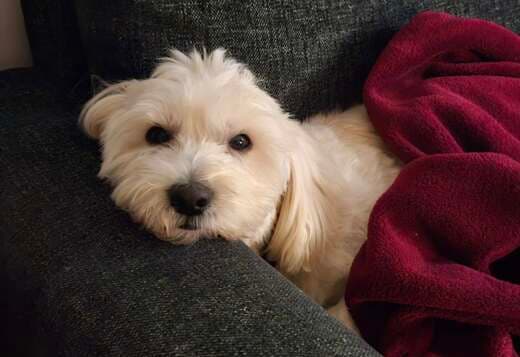 Coton De Tulear Puppies, Ready to Go.