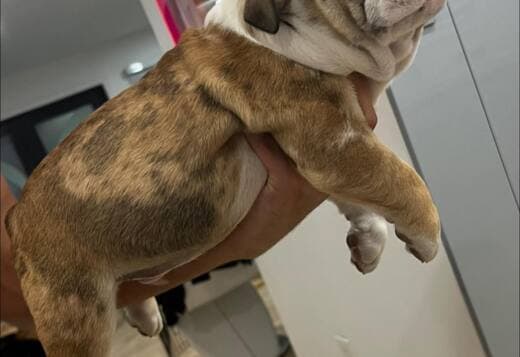 AKC Registered English Bulldog Puppies for Adoption