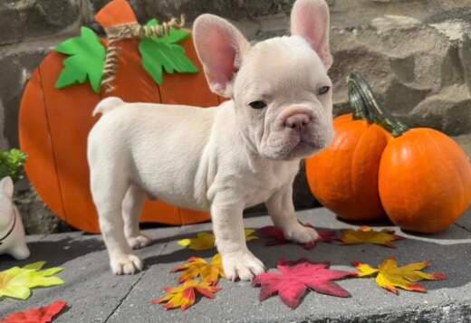 Amazing French Bulldog Puppies