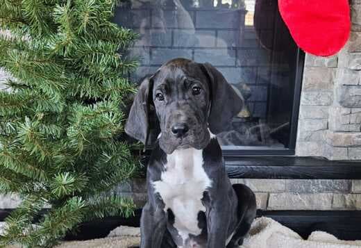 Champion bloodline Great Dane Puppies for sale