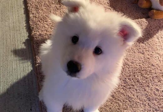 Adorable And Cute Little Samoyed Puppies
