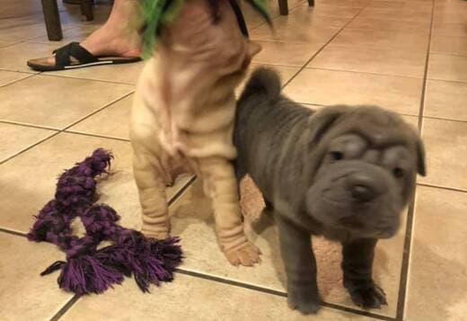 We Have Two Beautiful Shar Pei Puppies