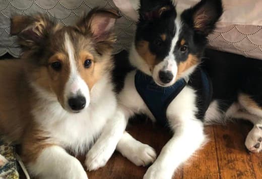 Adorable Sheltie Puppies