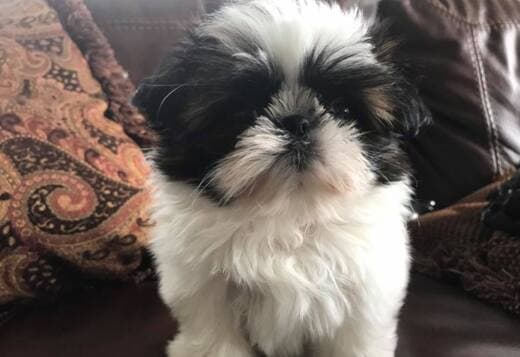Adorable Shih Tzu Puppies