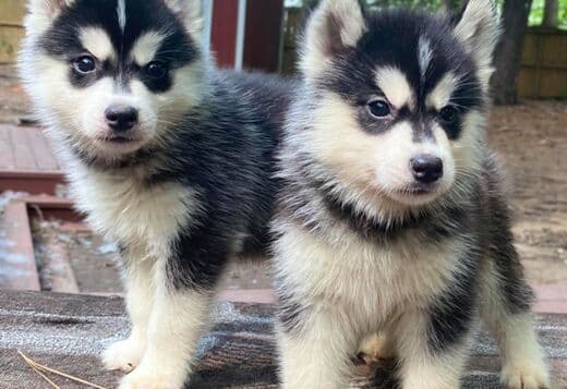 Gorgeous Siberian Husky Puppies available