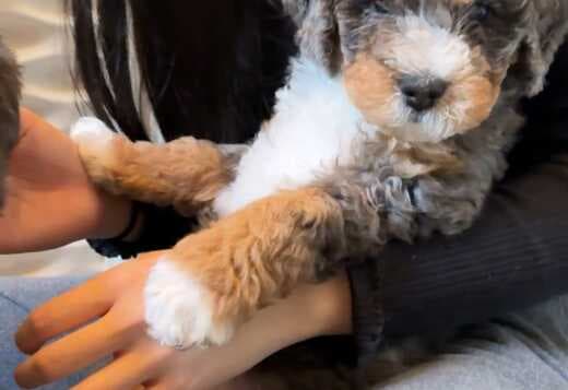 Charming Aussiedoodle puppies