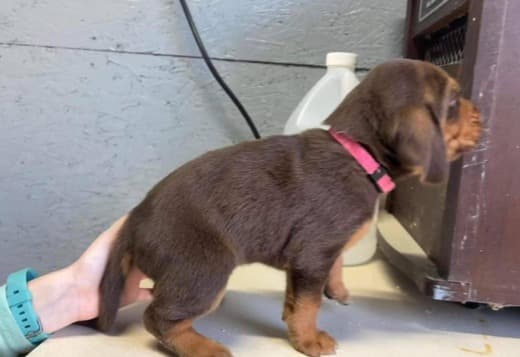 AKC Registered Bloodhound Puppies