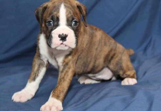 Healthy, Adorable Boxer Puppies Available