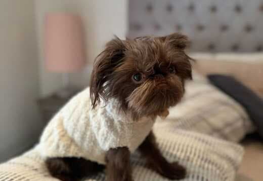 Home trained Brussels Griffon Puppies