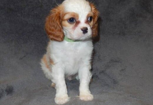 Home Raised Cavalier King Charles Spaniel Puppies