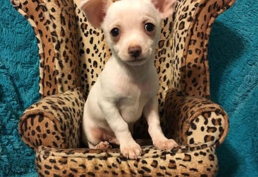 Potty Trained Chihuahua Puppies Looking for a New Home