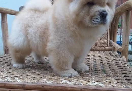 Affectionate Chow Chow Puppies For Rehoming