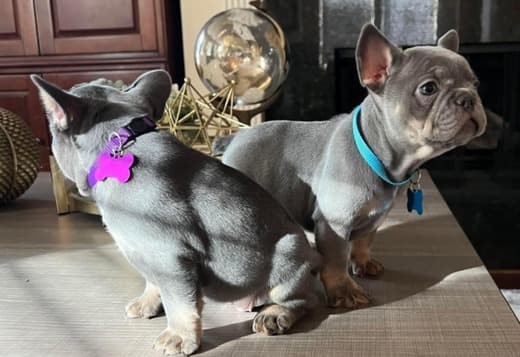Amazing French Bulldog Puppies