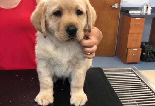 We Have Two Labrador Retriever Pups