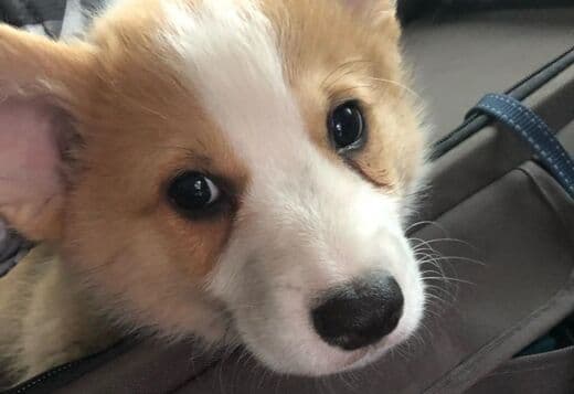Pembroke Welsh Corgi Puppies