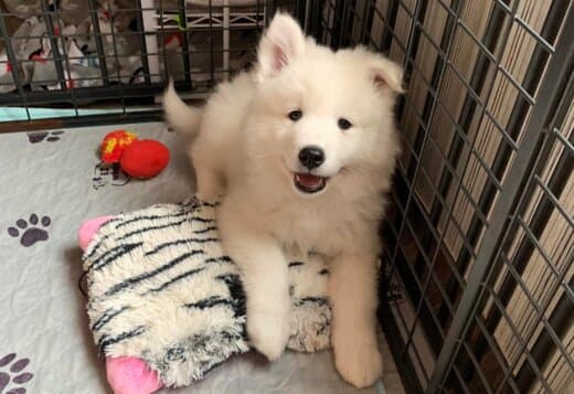 Adorable And Cute Little Samoyed Puppies