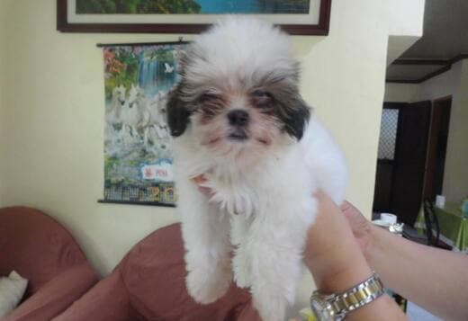 Adorable Shih Tzu Puppies