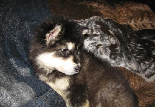Obedient Alaskan Malamute puppies available