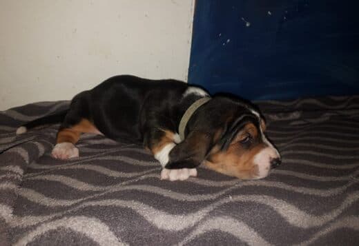 Cute Basset Hound puppies Searching For lovely homes