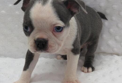 Healthy Boston Terrier Puppies Available
