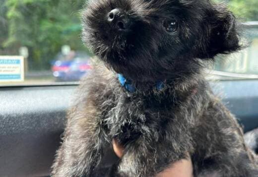 Cute Cairn Terrier Puppies Available!