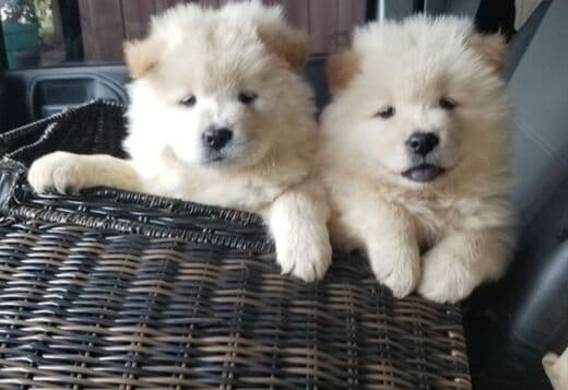 Affectionate Chow Chow Puppies For Rehoming