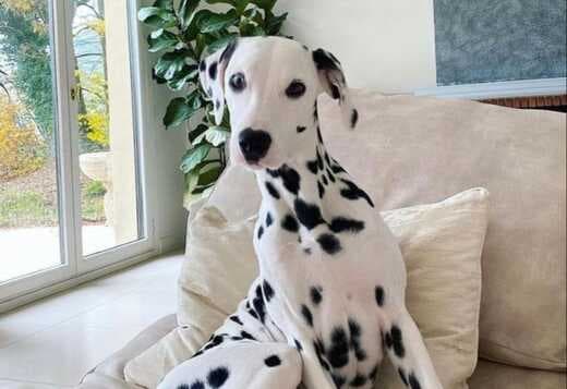 Male And Female Dalmatian Beautiful Puppies