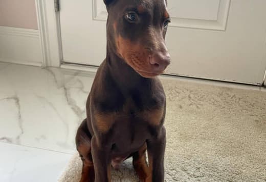 Home Raised Doberman Pinscher Puppies
