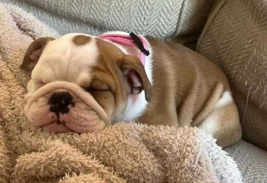 AKC Registered English Bulldog Puppies for Adoption