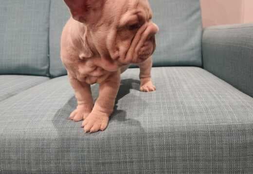 Amazing French Bulldog Puppies