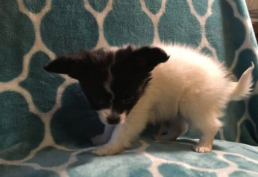 Adorable Papillon puppies