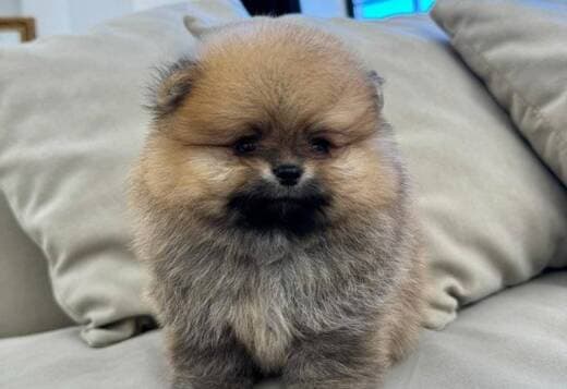 Beautiful Pomeranian Puppies For Sale.